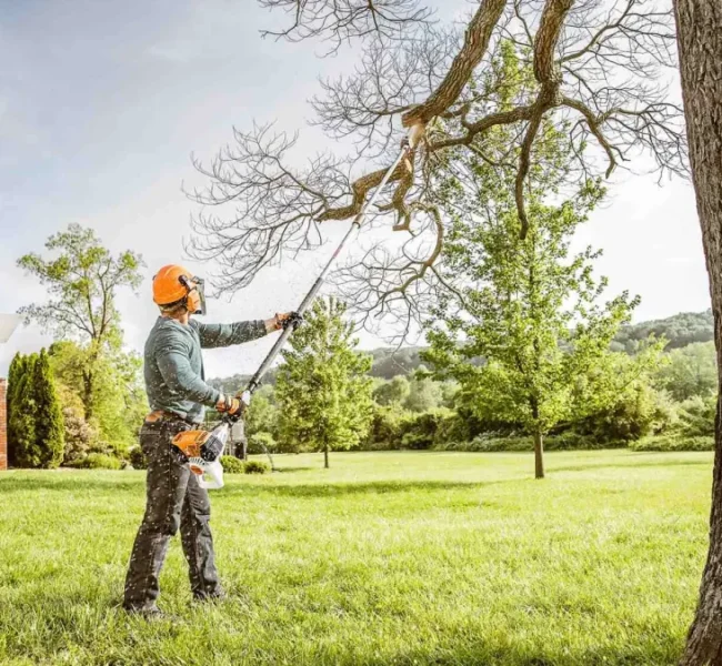 Stihl-pruning