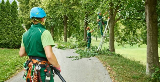 Tree cutters pruning of trees