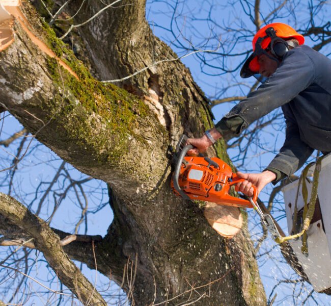 tree+trimming+okc